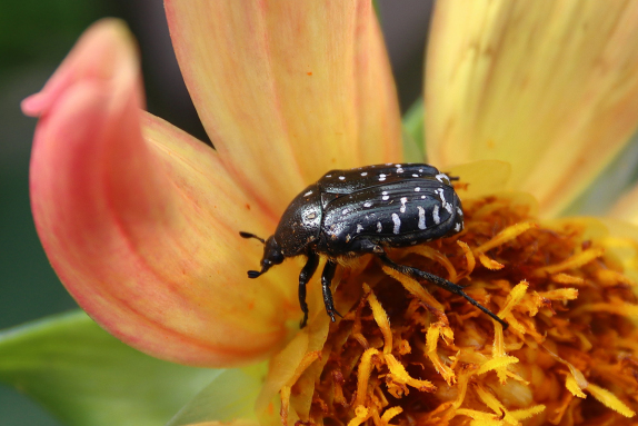  Trauer-Rosenkfer 
(Oxythyrea funesta)<br />